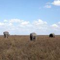 TZA SHI SerengetiNP 2016DEC24 NamiriPlains 054 : 2016, 2016 - African Adventures, Africa, Date, December, Eastern, Month, Namiri Plains, Places, Serengeti National Park, Shinyanga, Tanzania, Trips, Year